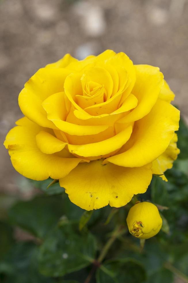bellissimo cespuglio di rose gialle in un giardino primaverile. giardino di rose. foto