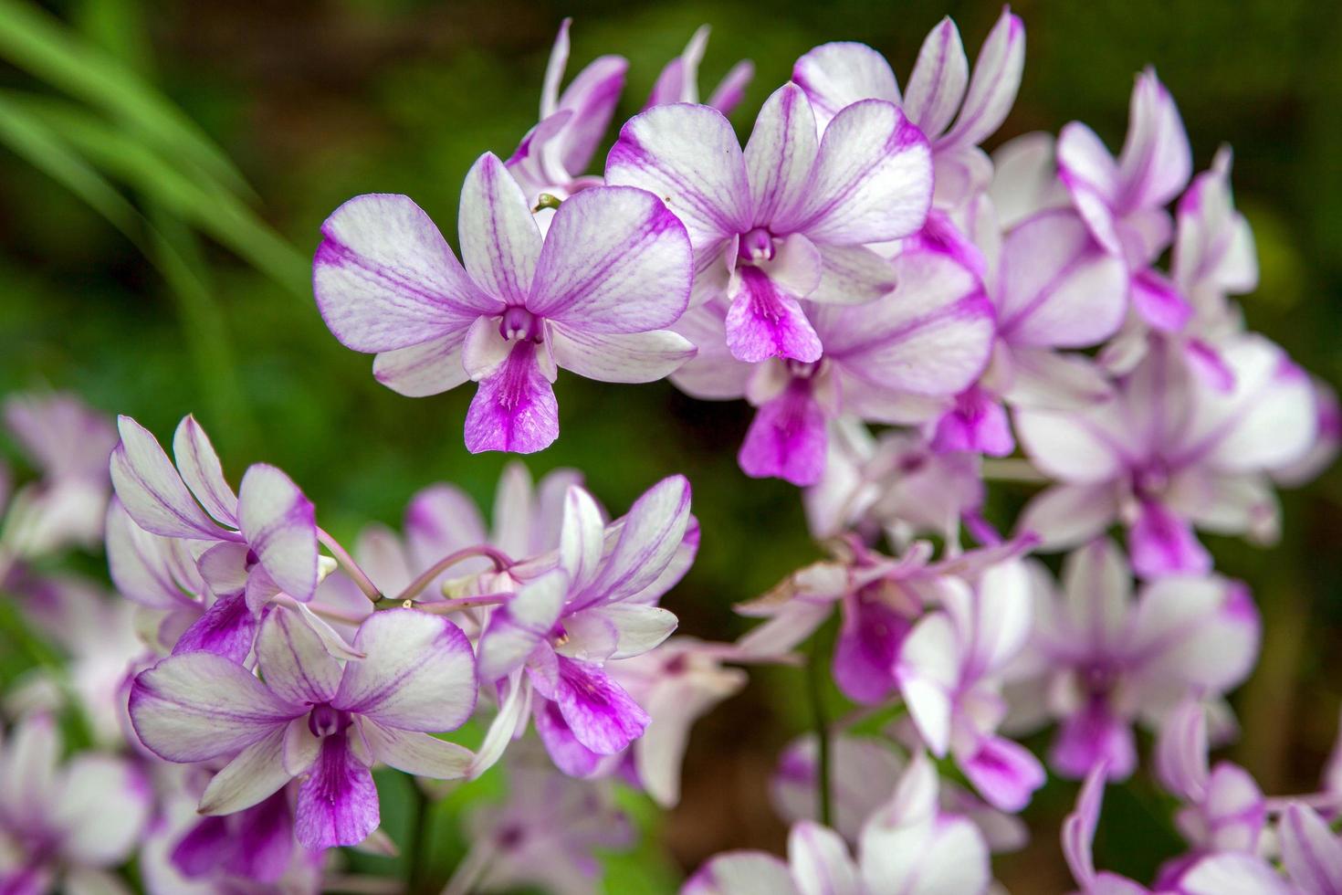 orchidea nei giardini botanici di singapore foto