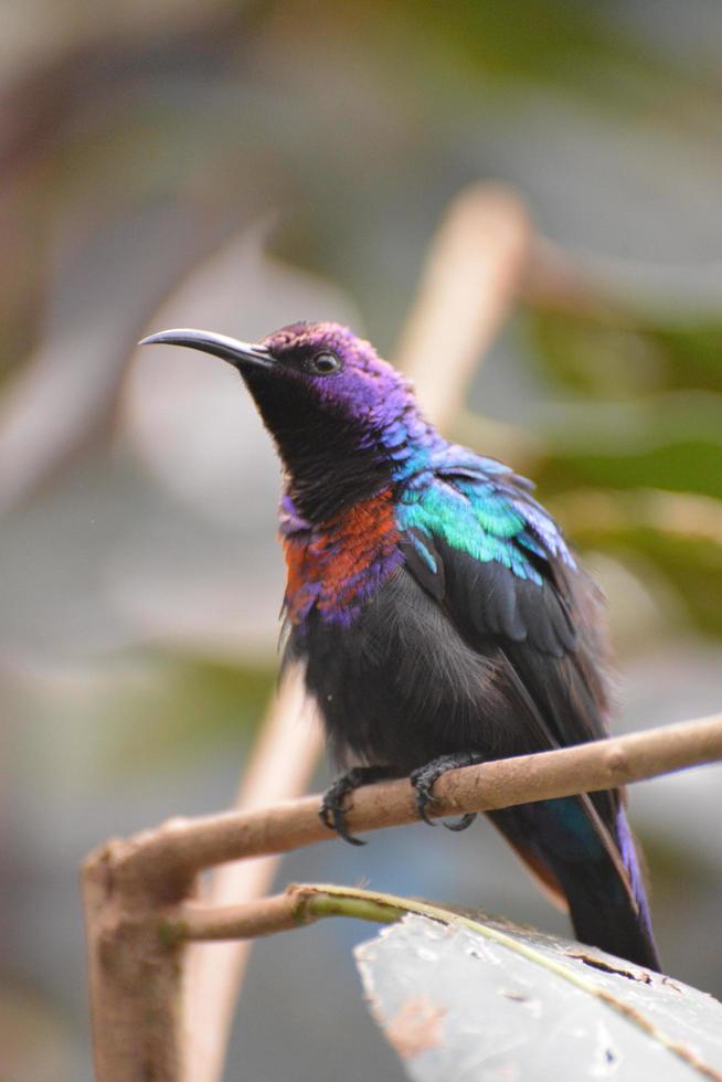 splendido sunbird appoggiato su un ramo foto