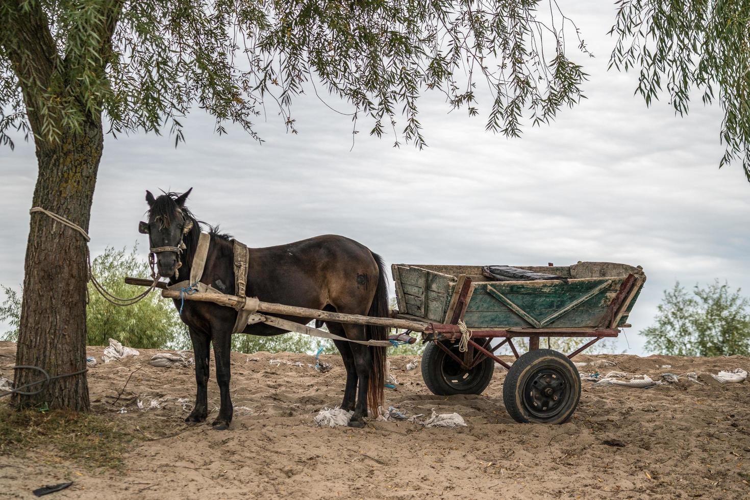 cavallo e carro a sulina danubio delta romania il 23 settembre 2018 foto