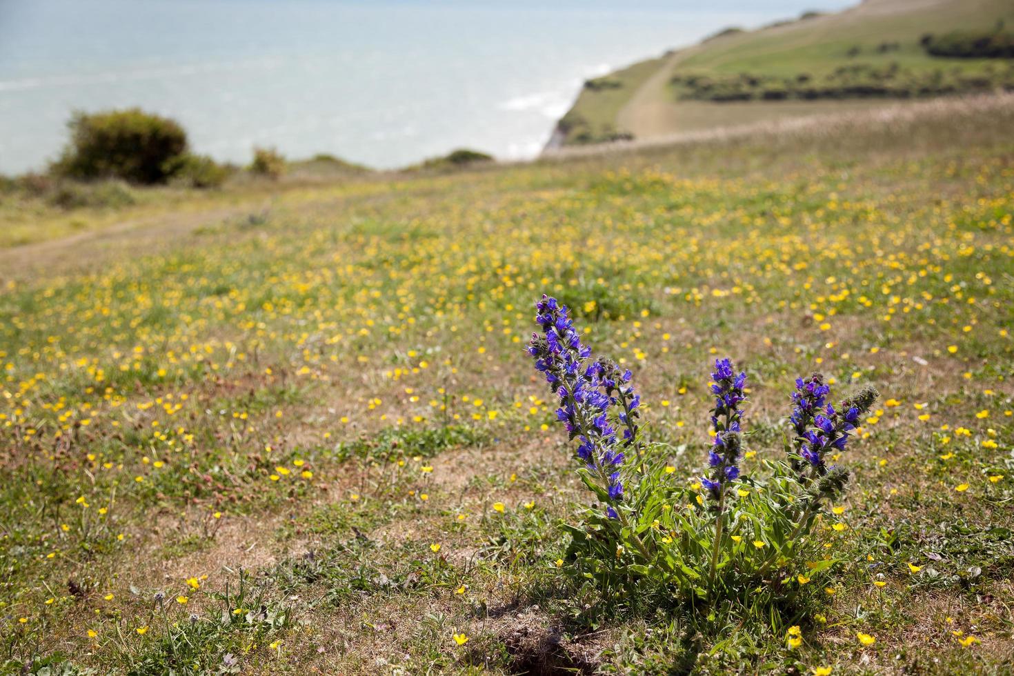 bugloss di vipera che cresce sul bordo della scogliera vicino a beachy head foto