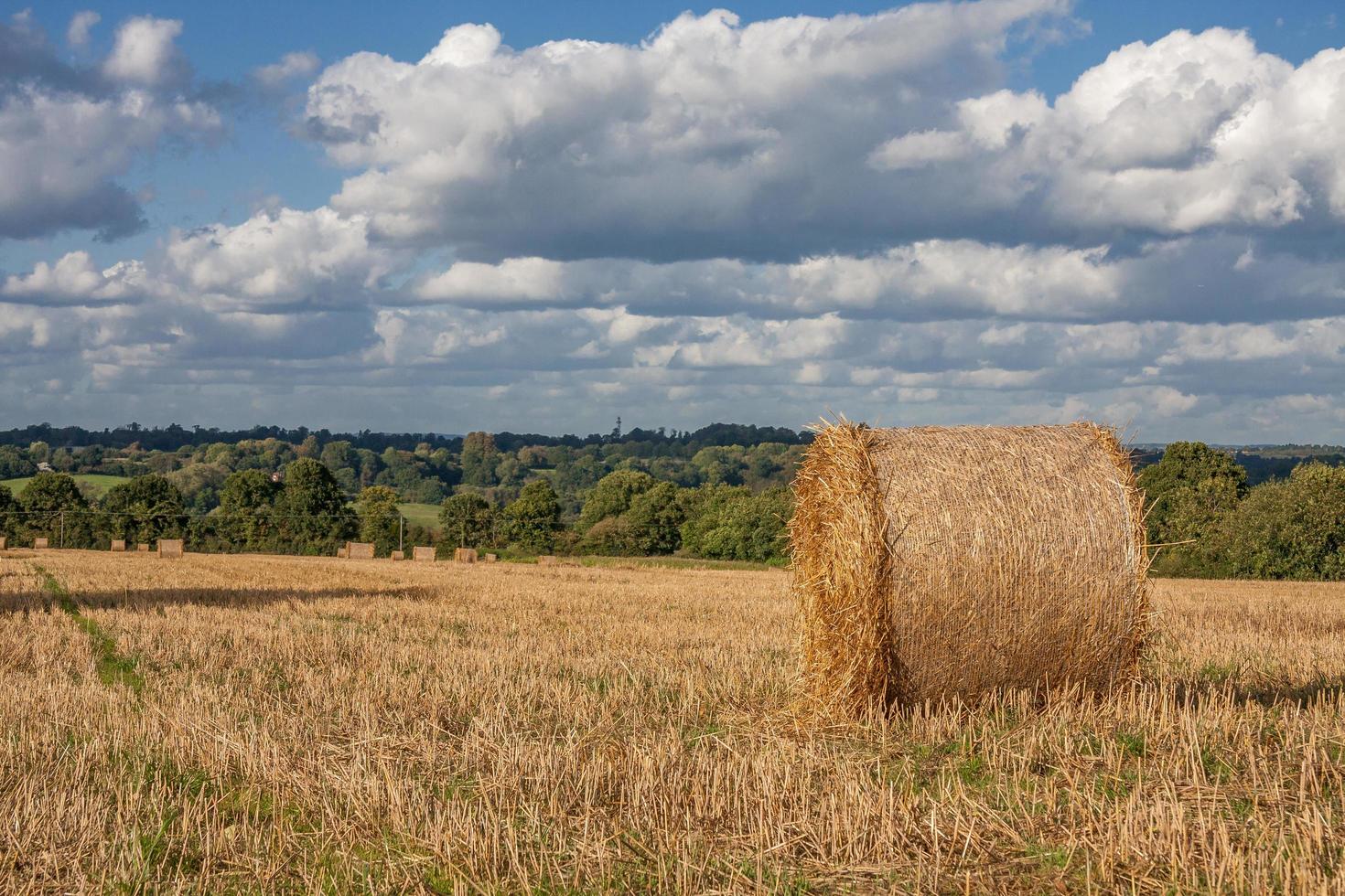 balle di fieno in un campo dopo il raccolto foto