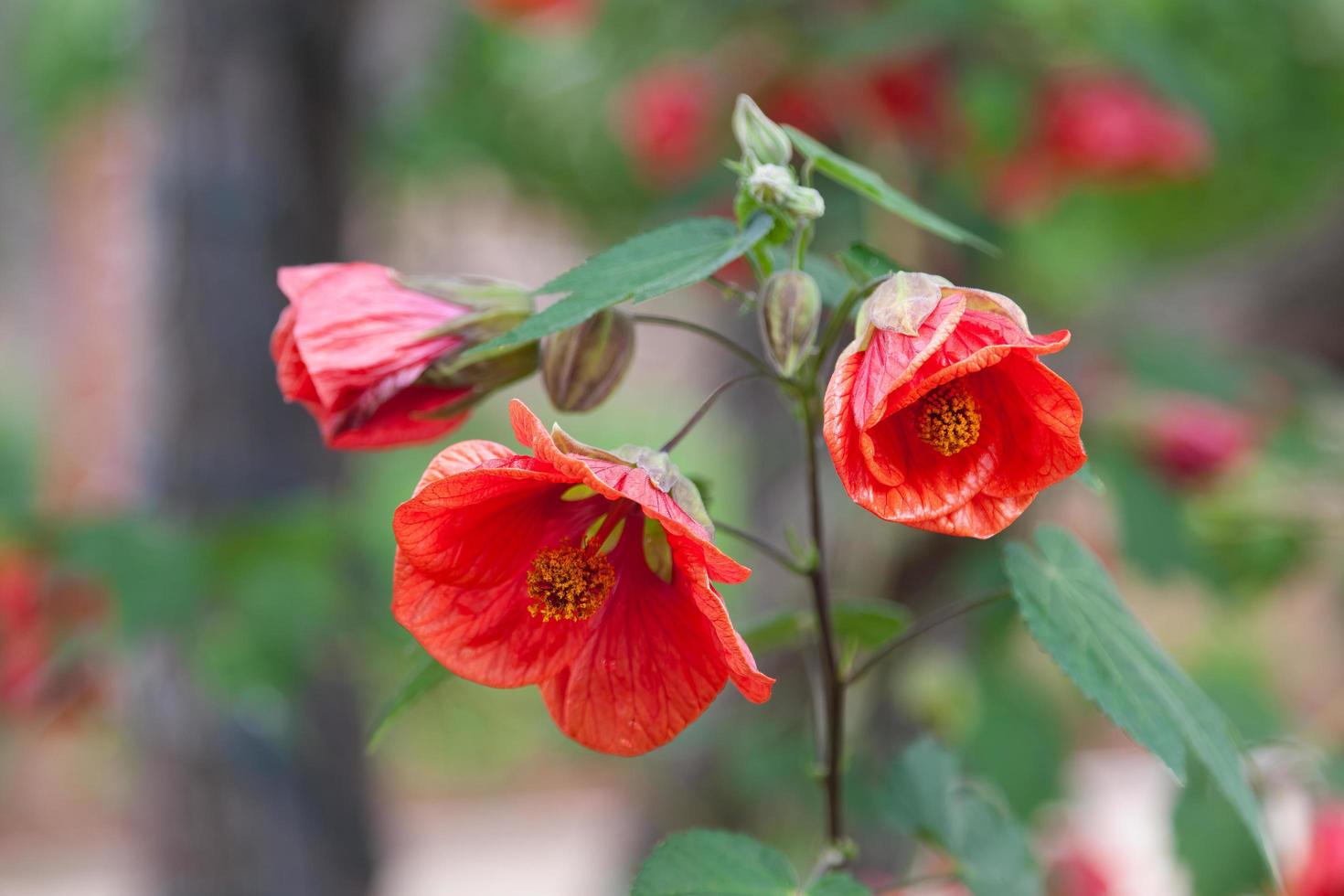 fiore di melograno nella valle di Sonoma in California foto