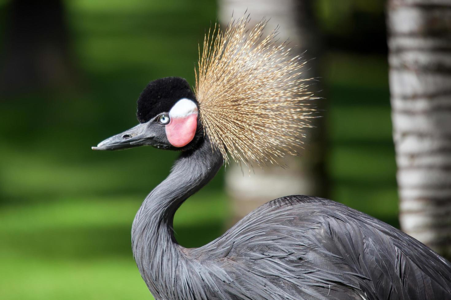 gru coronata nera foto