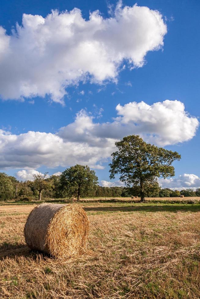 balle di fieno in un campo dopo il raccolto foto