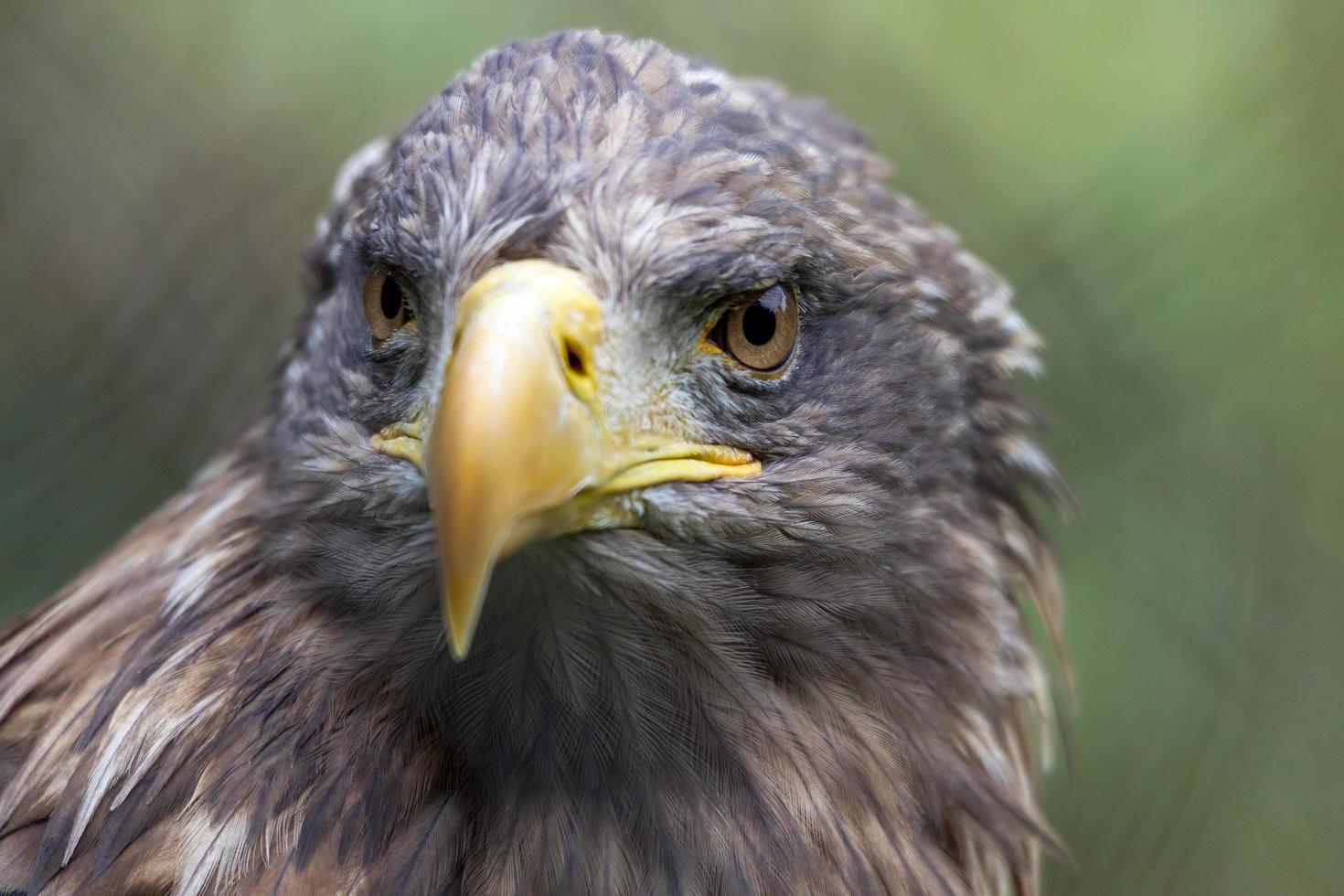 aquila di mare dalla coda bianca, haliaeetus albicilla foto