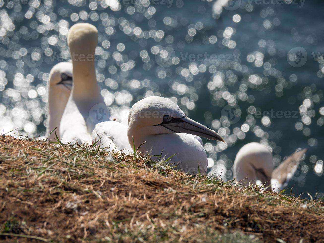 isola di helgoland in germania foto