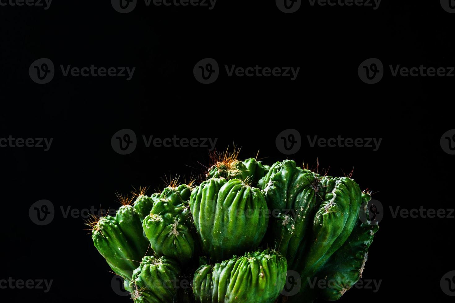 primo piano cactus su sfondo nero foto