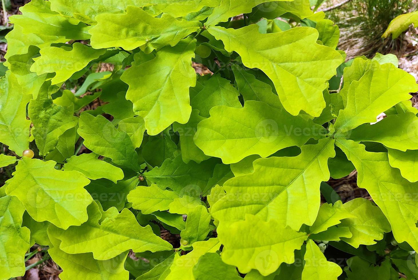 foglie di quercia verde da vicino. foglie di un giovane albero. foto