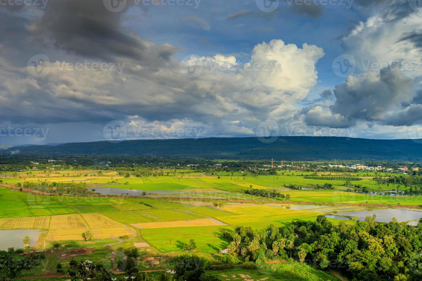 campo di riso con il cielo della stagione delle piogge foto