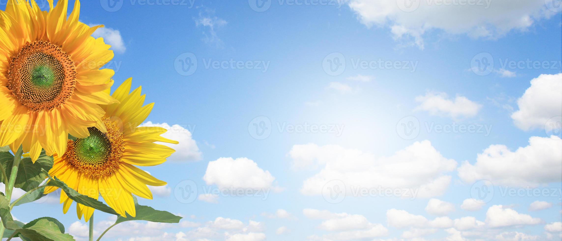 campo di girasoli in fiore su uno sfondo azzurro del cielo foto