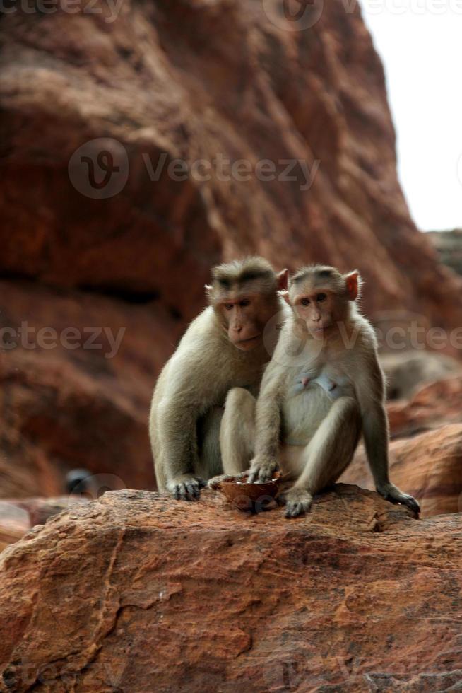 due scimmie sulla roccia foto