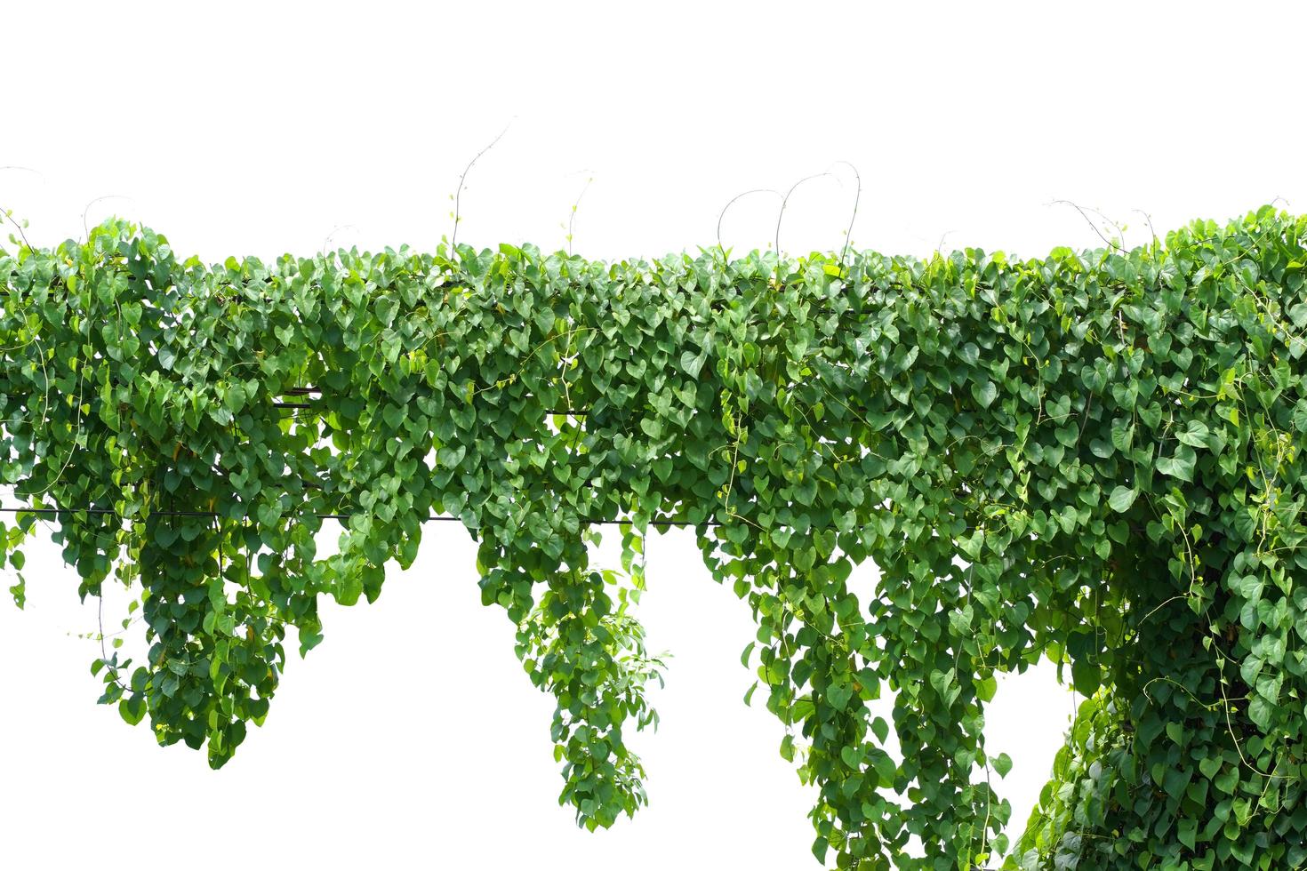 vite, pianta di edera appesa al filo elettrico isolato con sfondo foto