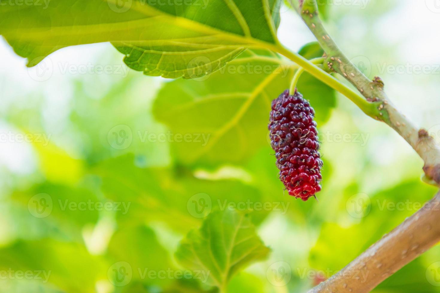 frutti di gelso rosso fresco sul ramo di albero foto