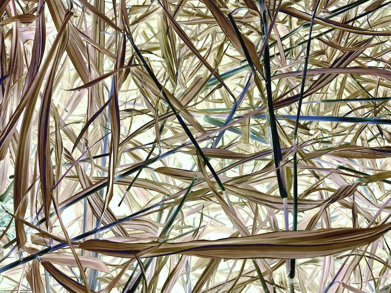 sfondo della trama del modello di foglie di bambù giallo chiaro. foto