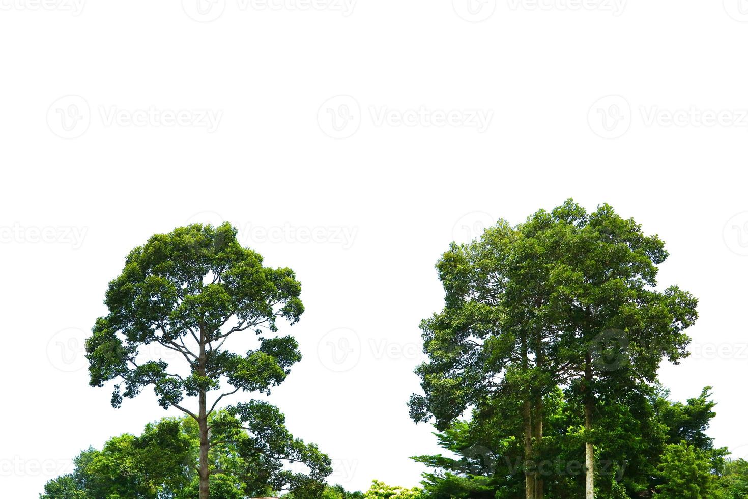 lussureggianti alberi verdi isolati del giardino su bianco foto