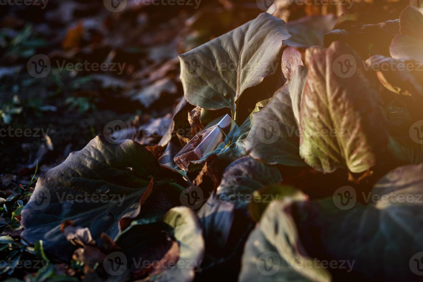 bottiglia di profumo in natura foto