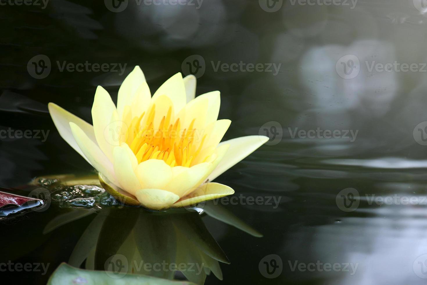 bella ninfea gialla fiore di loto che fiorisce sulla superficie dell'acqua. riflesso del fiore di loto sullo stagno d'acqua. foto