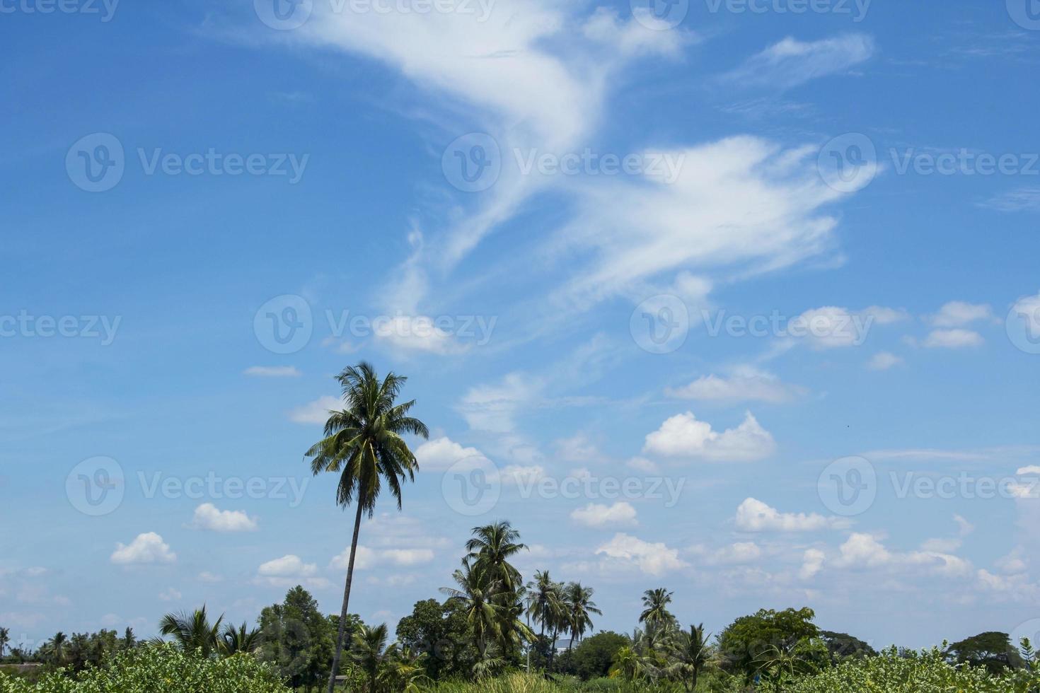 atmosfera da cumulo di cielo che fluttua nel cielo naturalmente bella in una giornata di sole con palme da cocco come sfondo su uno splendido sfondo azzurro del cielo. foto
