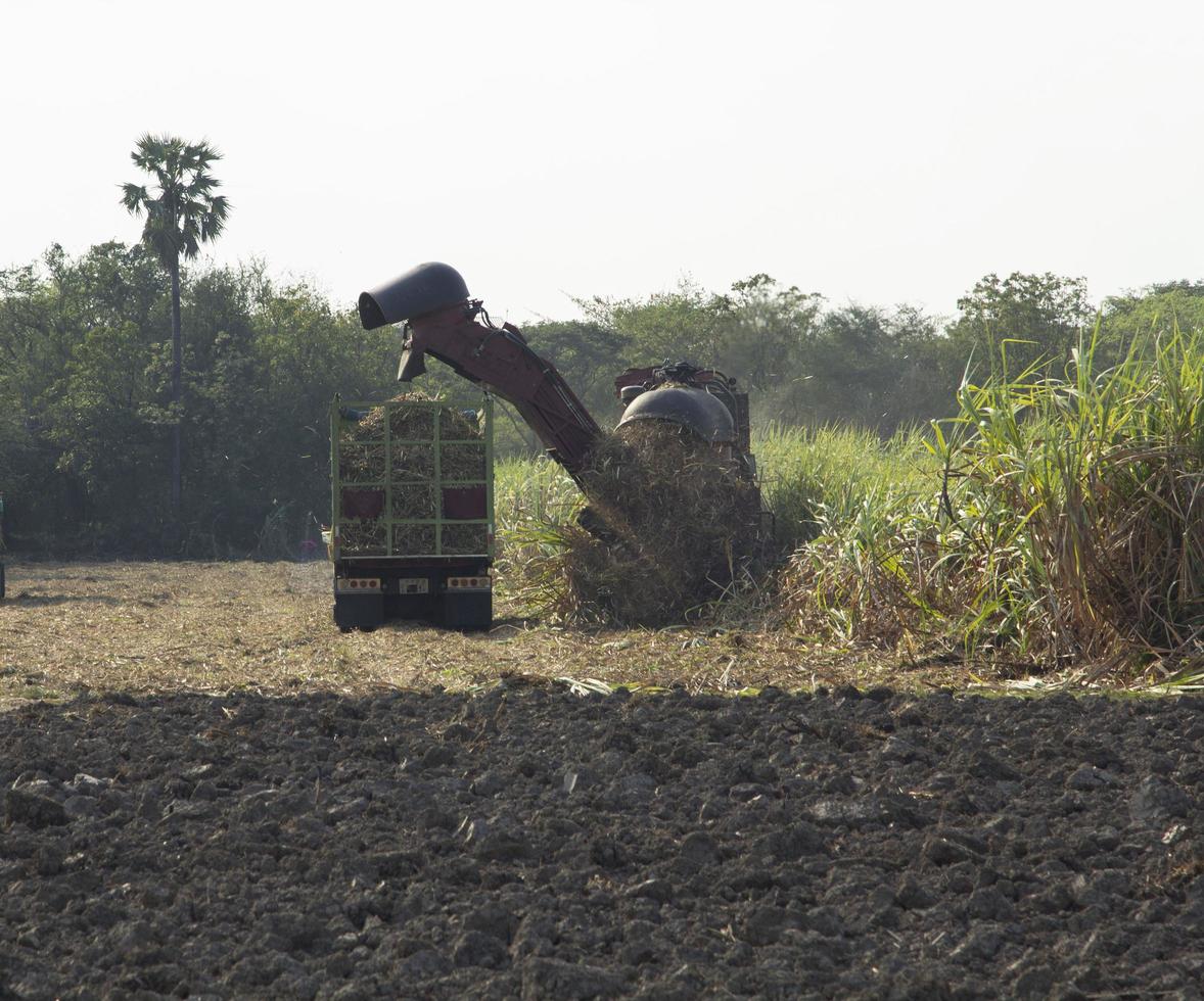 I raccoglitori di canna da zucchero stanno raccogliendo i prodotti degli agricoltori per inviare fabbriche per convertirli in zucchero di canna da consumare ed esportare in altri paesi come industria e raccolto per la produzione di zucchero. foto