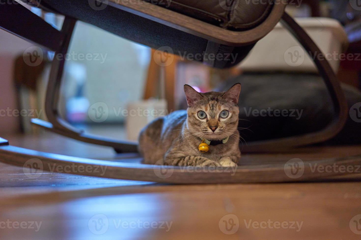 gatto sotto la sedia foto