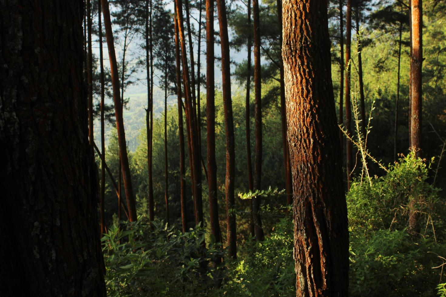bellissimo sfondo della foresta di pini foto
