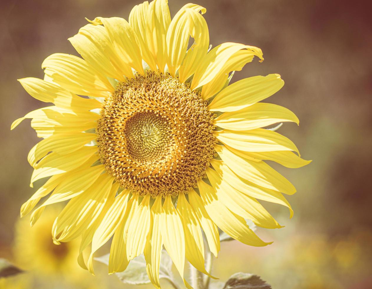 il girasole giallo brillante in una giornata di sole si trova sullo sfondo del gradon. sfondo naturale estivo. messa a fuoco selettiva. foto