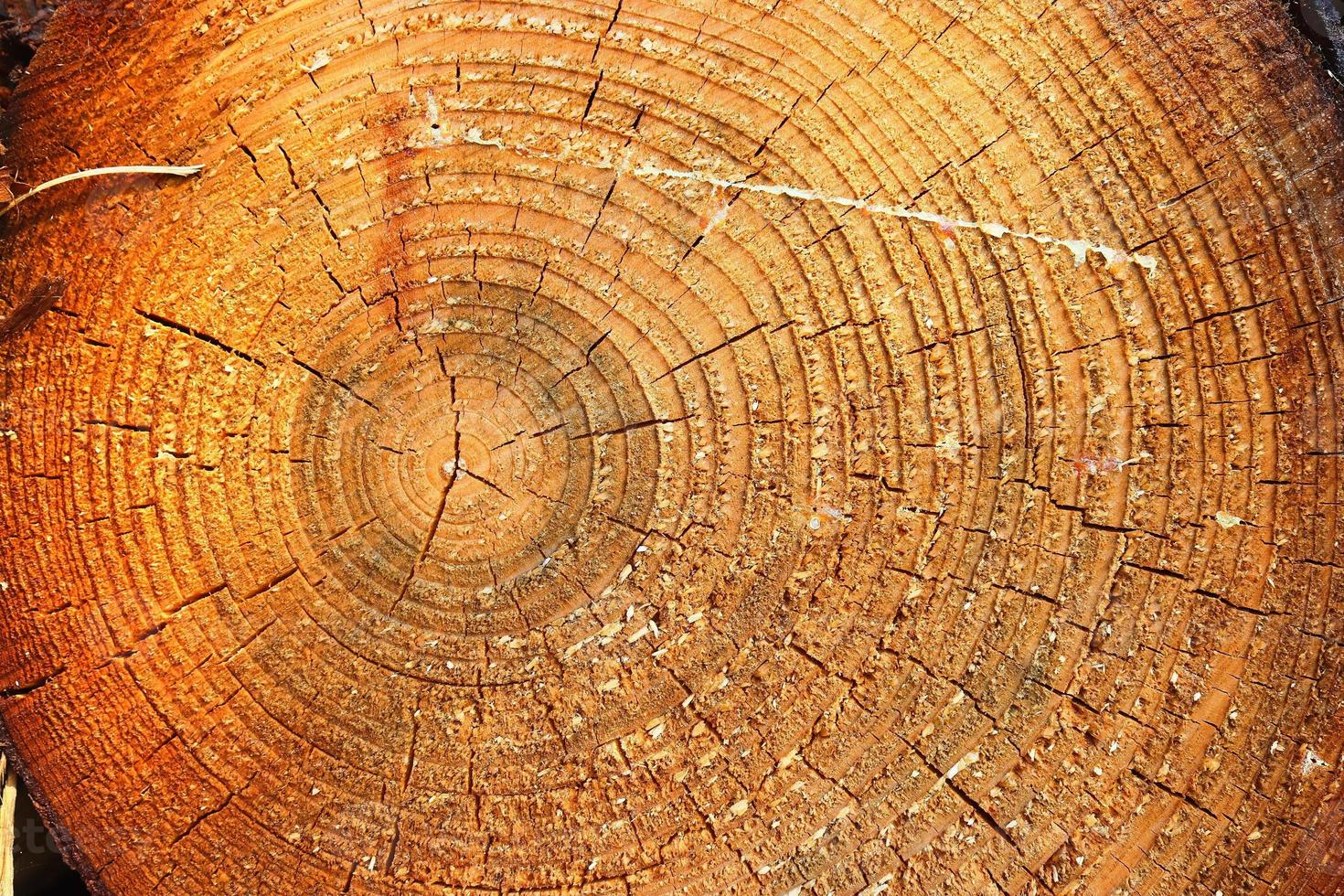 dettagliata trama ravvicinata di legna da ardere impilata con anelli annuali foto