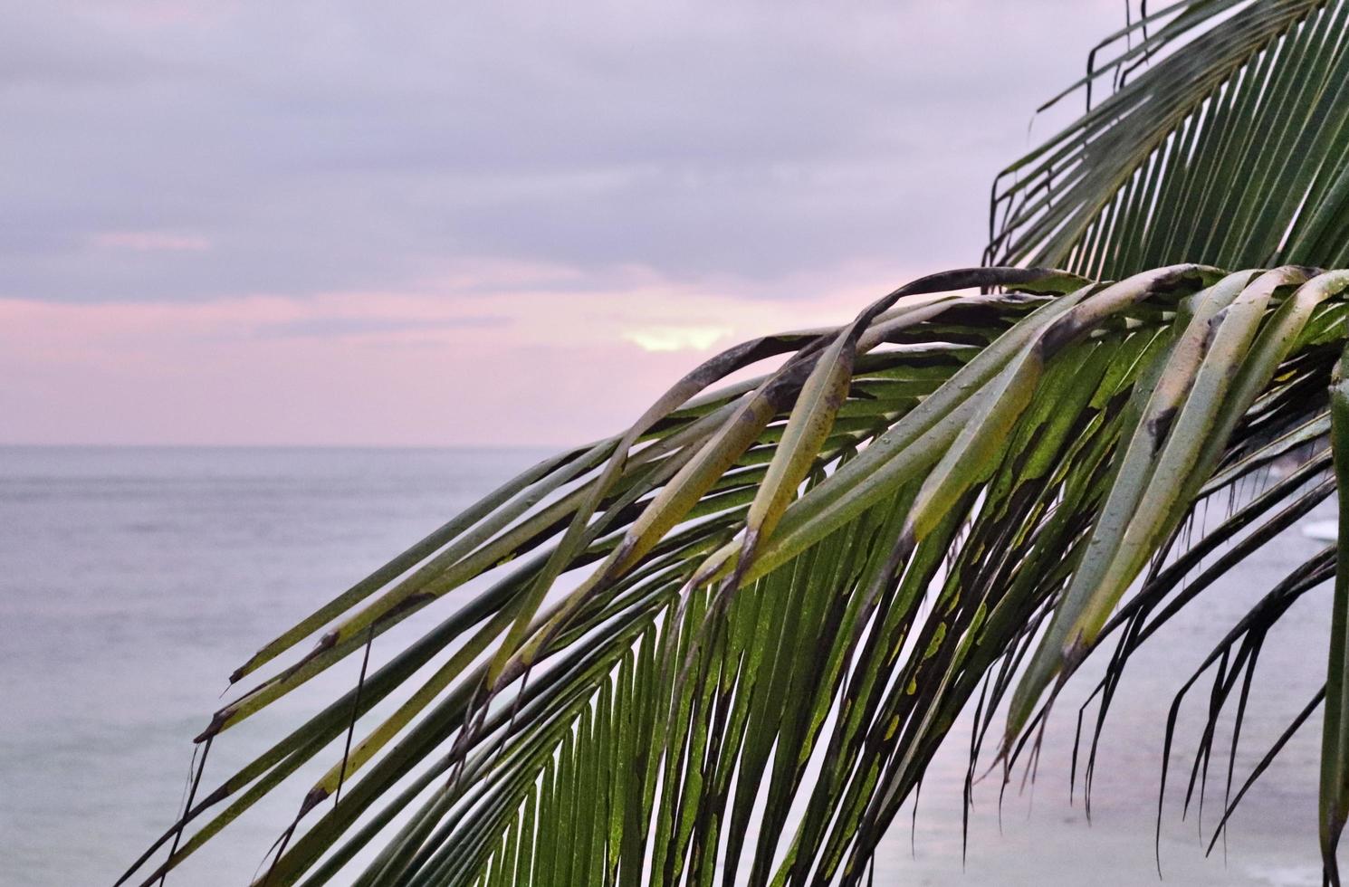 bellissime palme sulla spiaggia del paradiso tropicale isole seychelles. foto