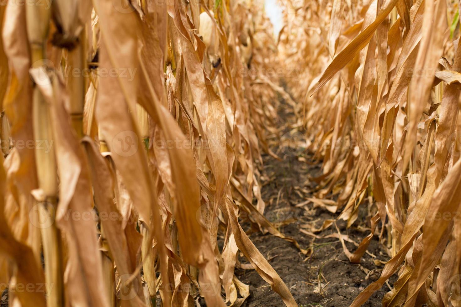 filari di mais maturo su una piantagione asciutta. percorso tra piantagioni di colture di grano, aiuole con colture. spazio per il testo foto