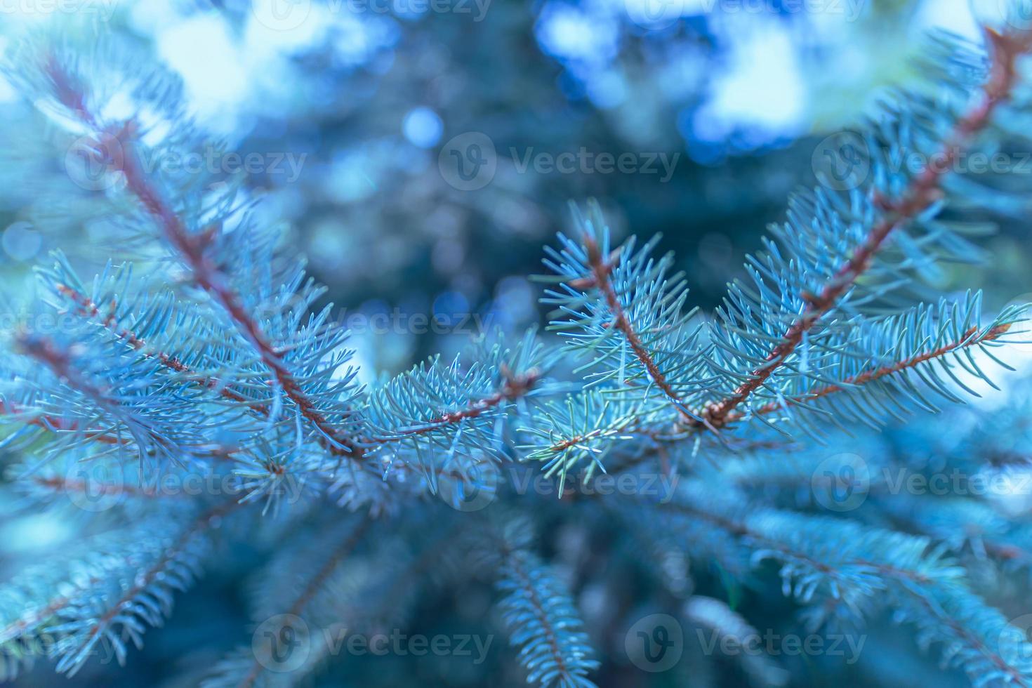 luce del sole del mattino su rami di pino blu freddo. primo piano drammatico della foresta di pini sempreverdi foto