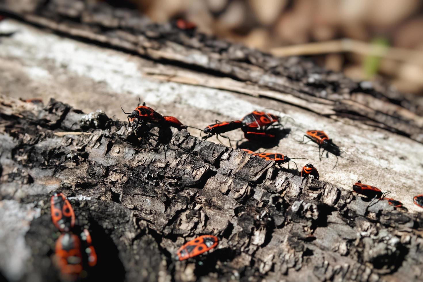 scarabei rosso-neri strisciano fuori da sotto la corteccia dell'albero. foto