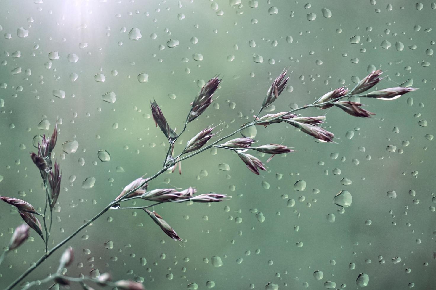 gocce e fiori nei giorni di pioggia nella stagione primaverile foto