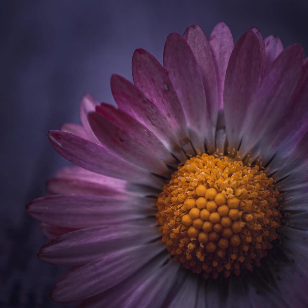 romantico fiore margherita nella stagione primaverile foto