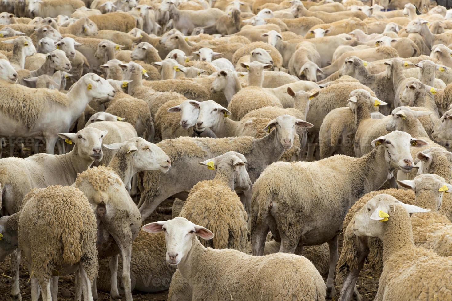 gregge di pecore, fattoria degli animali, animali domestici foto
