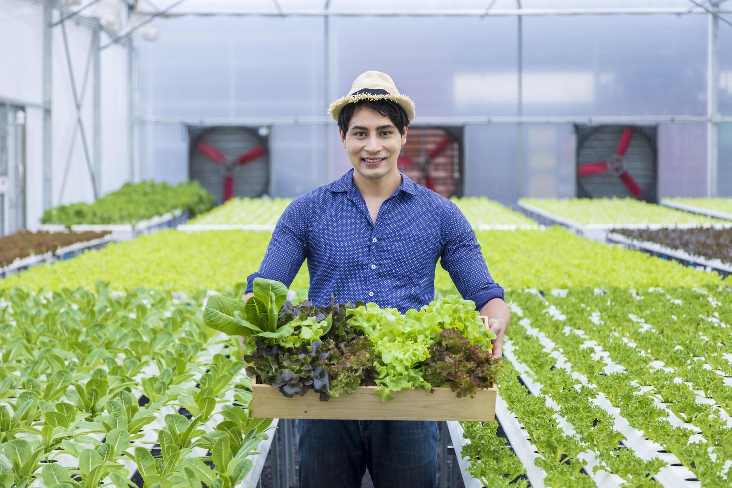 agricoltore locale asiatico che coltiva la propria insalata di quercia verde nella serra utilizzando il sistema idrico idroponico approccio biologico per l'azienda familiare e raccogliendone alcuni per la vendita foto