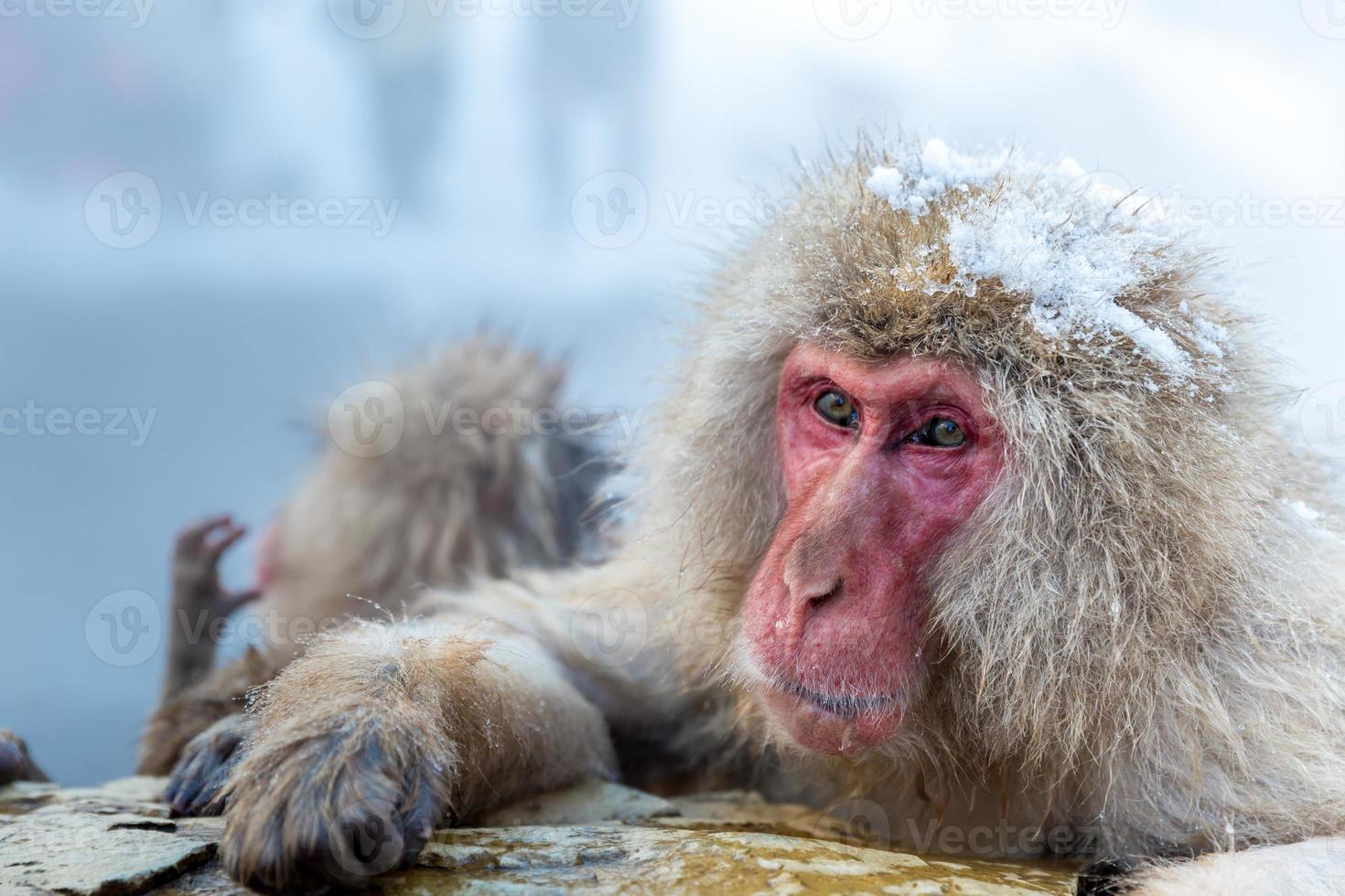 scimmia delle nevi macaco onsen foto