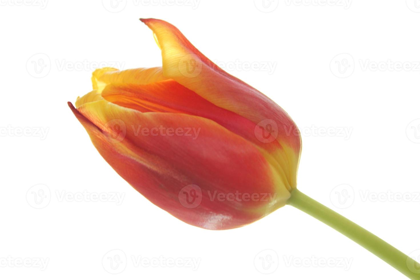 tulipano foto