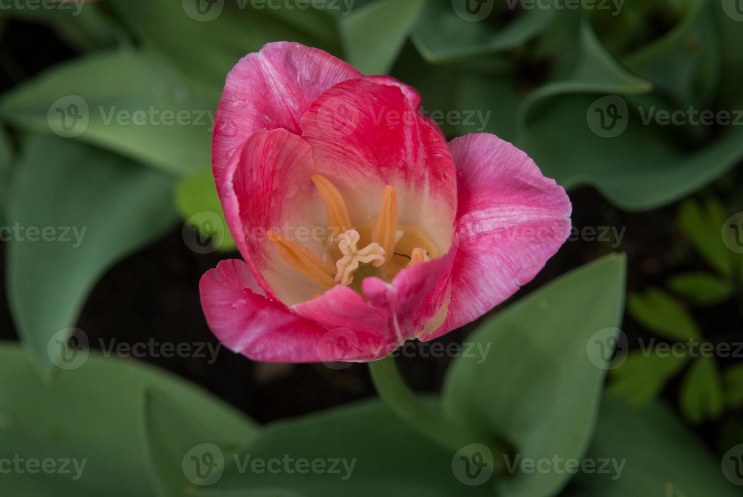 tulipani primaverili foto