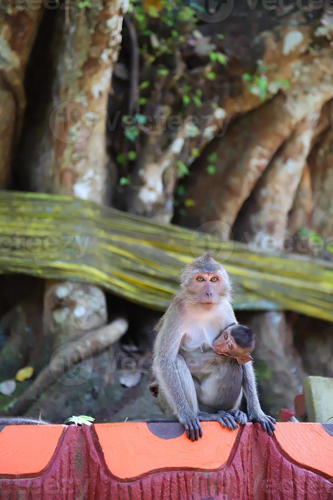 madre scimmia che nutre i suoi cuccioli sotto un grande albero, concetto di calore familiare foto