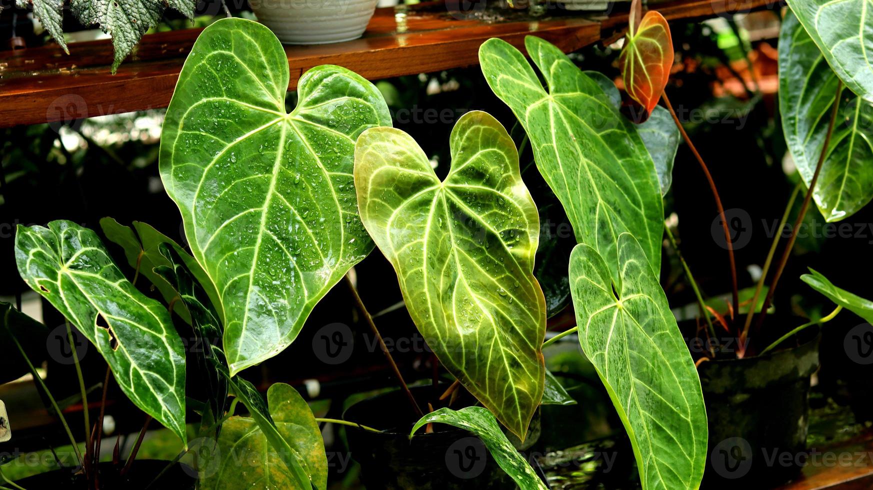 pianta ornamentale anthurium magnificum esposta all'acqua e alla luce solare in modo che appaia pulita e luminosa. pianta verde ornamentale. questo è come l'anturio cristallino. foto