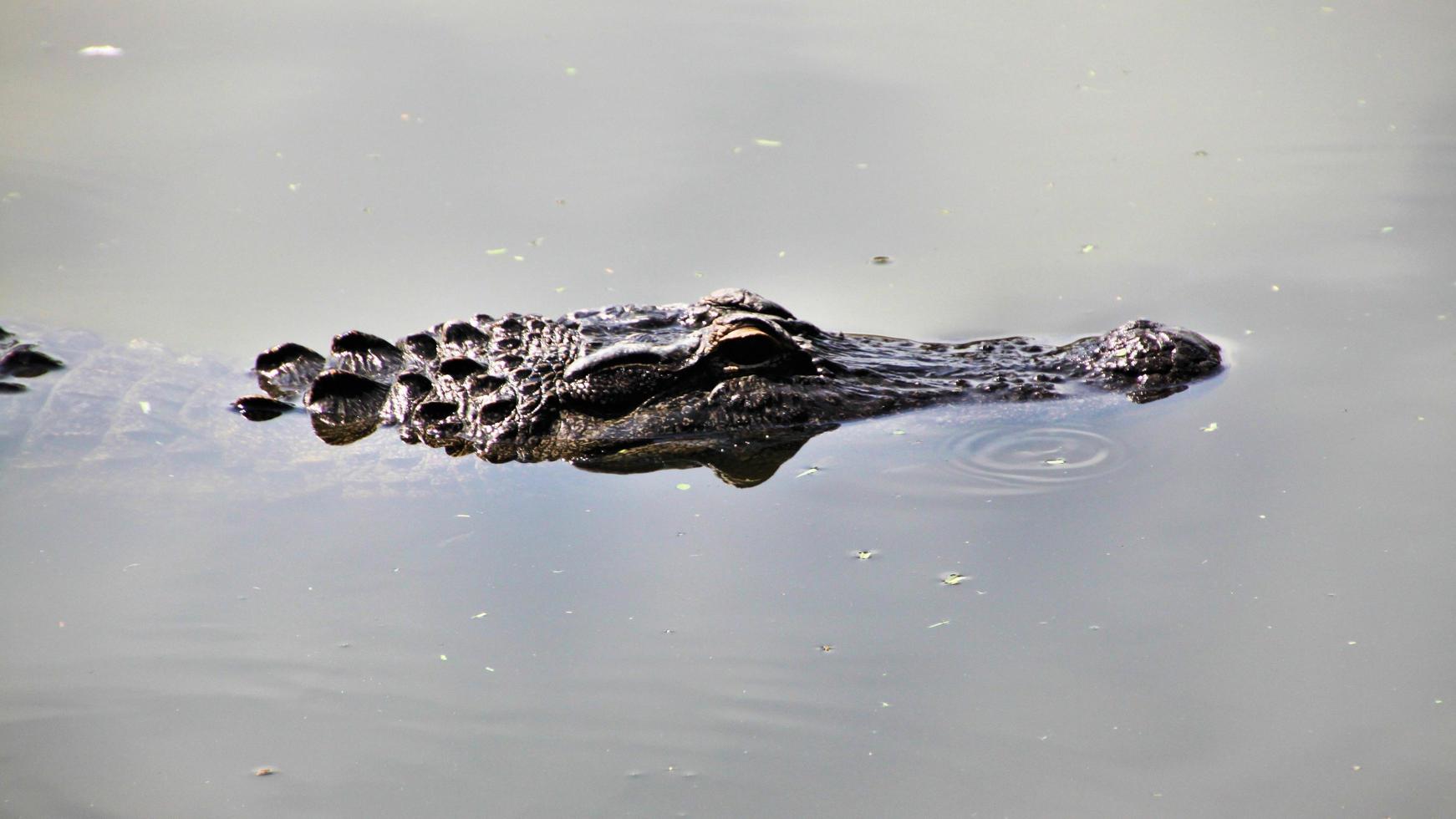 una veduta di un aligatore in florida foto