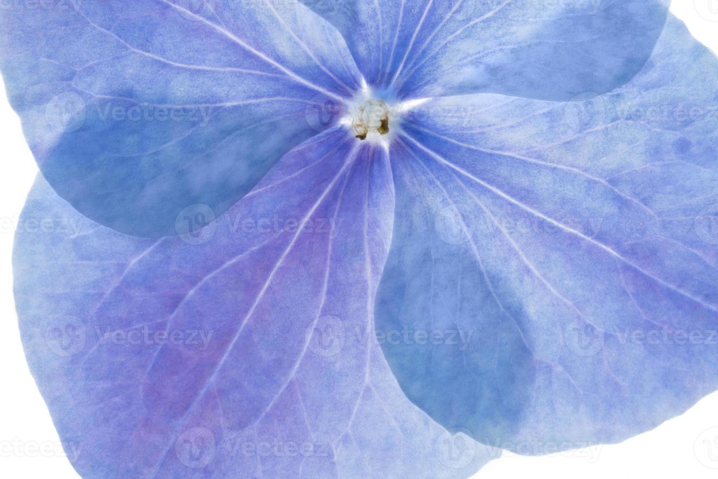 foto macro retroilluminata di fiori di ortensia blu e viola