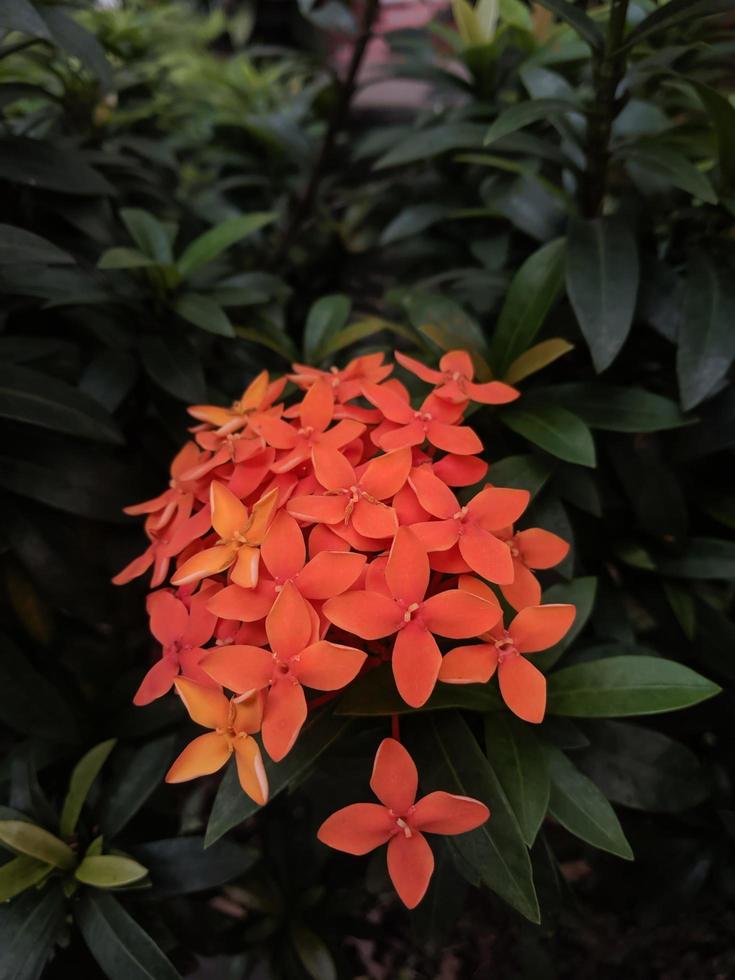 pianta ornamentale di fiori di ashoka di colore rosso foto