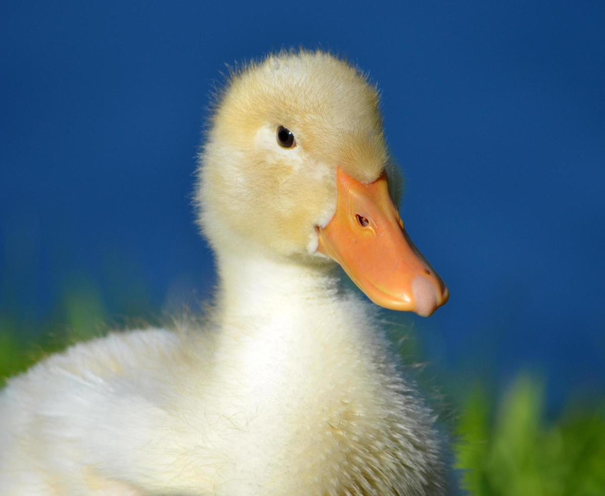 bambino anatra da vicino foto