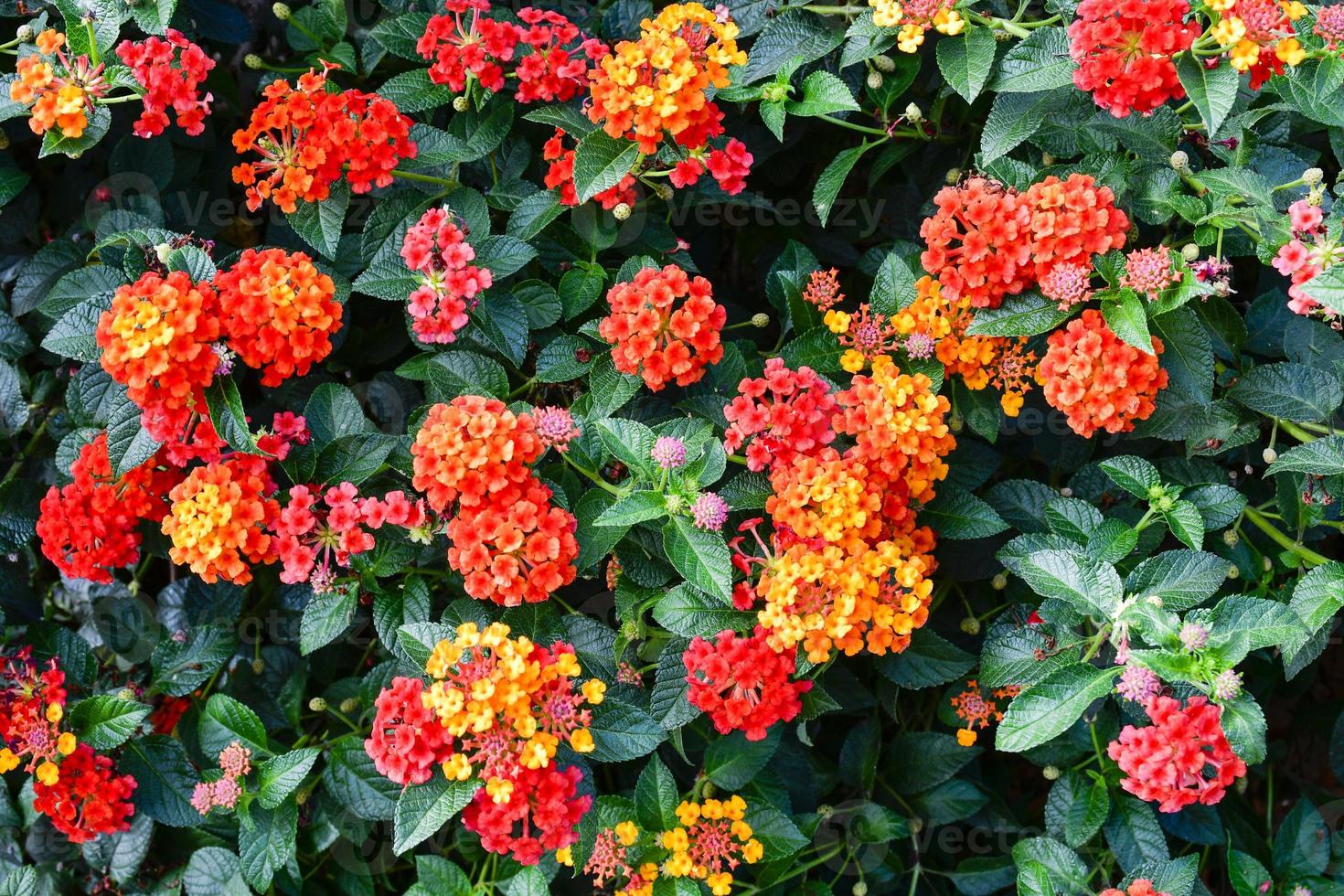 phakrong è una pianta della famiglia delle verbenaceae ed è originaria delle americhe. è un arbusto o semi-edera arbusto. i fiori sono raggruppati in molti colori, se mangiati, provocando dolore addominale, vomito. foto