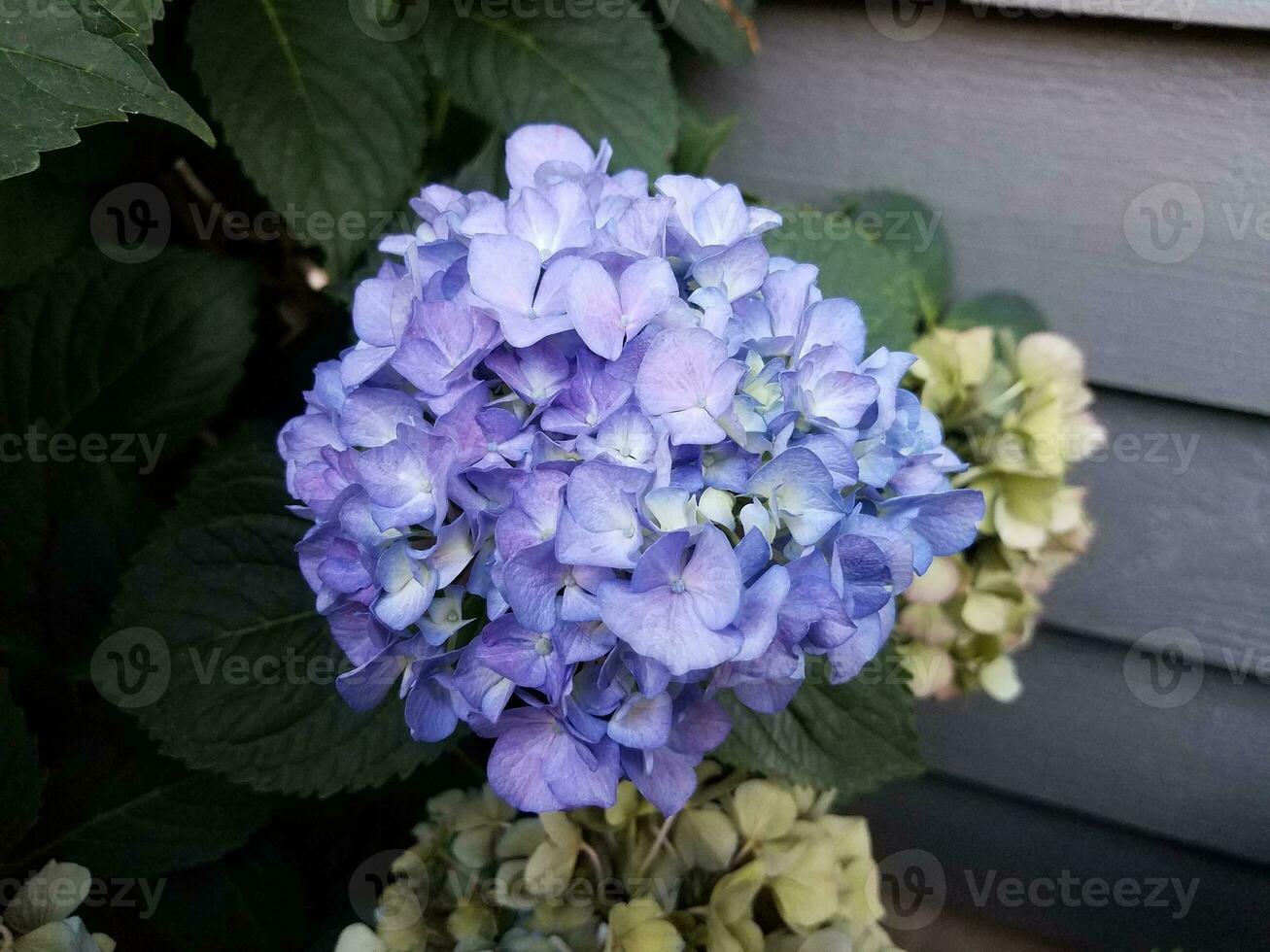 pianta di ortensia con fiori blu e bianchi foto