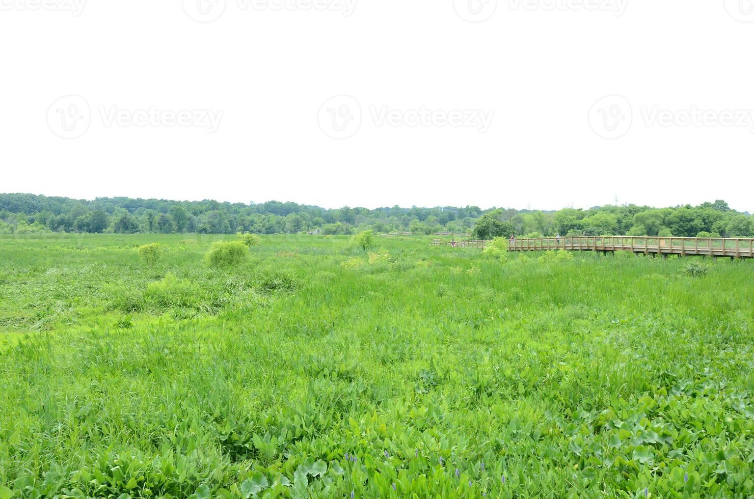 passerella in legno e piante verdi e acqua nelle zone umide foto