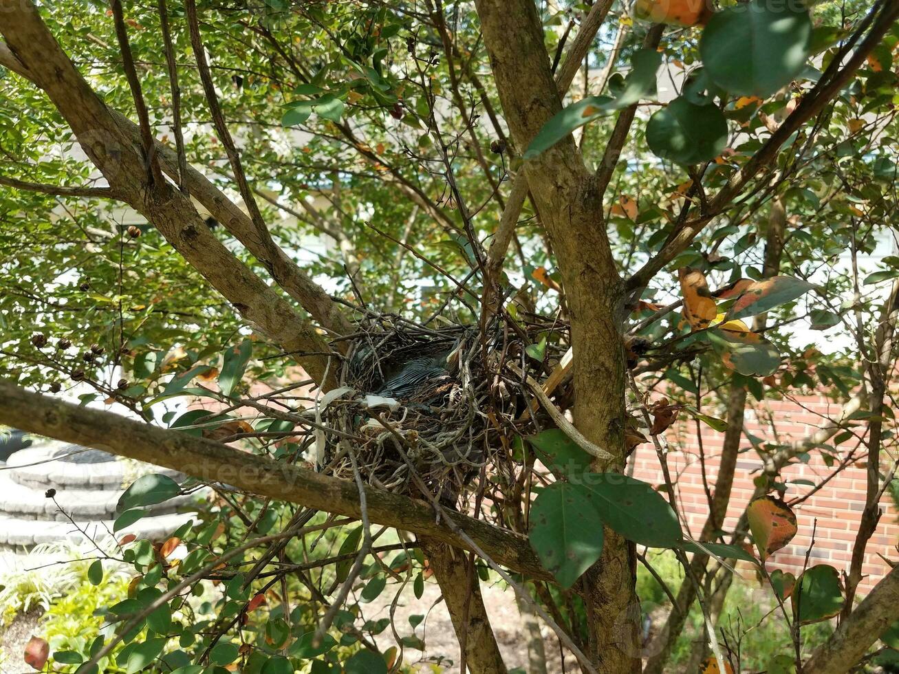 uccellini nel nido nell'albero di mirto crespo foto