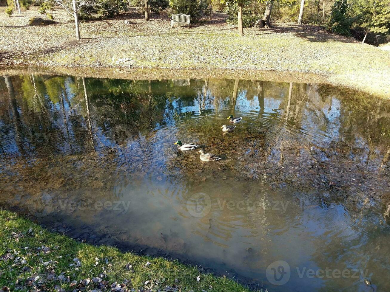 anatre in un lago o stagno e foglie foto